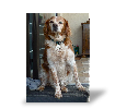 Tableau photo Rapport de test de Andr� S.