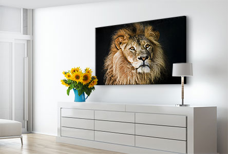 Alu-Dibond-portrait-lion-salon